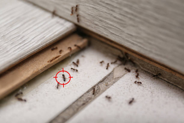Best Wasp Removal Services  in Agler Estates, FL