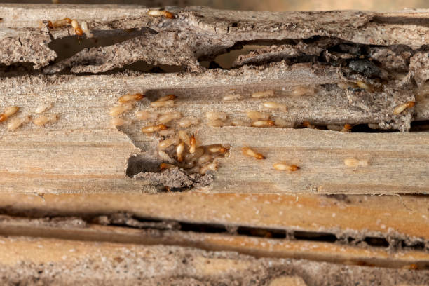 Best Cockroach Control Services  in Agler Estates, FL